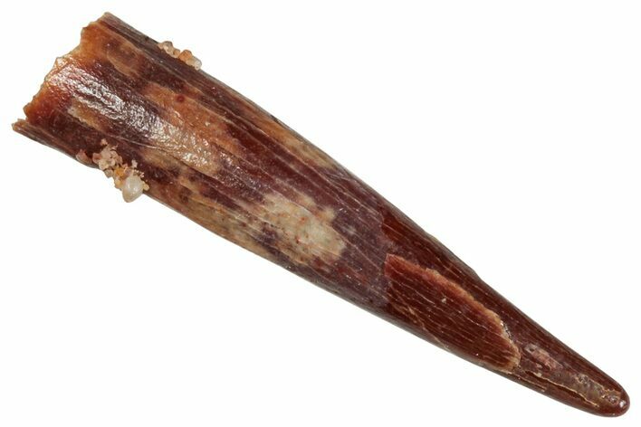 Fossil Pterosaur (Siroccopteryx) Tooth - Morocco #268951